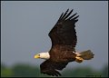 _0SB0771 american bald eagle